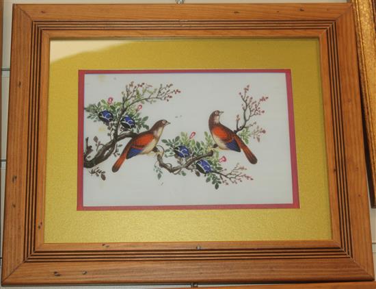 Five Chinese pith paintings of birds, late 19th century, 14 x 21cm, later mounted, framed and glazed